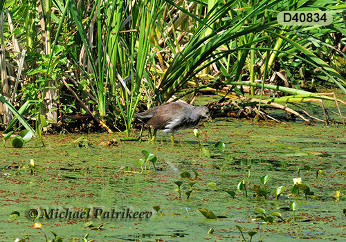 Common Gallinule (Gallinula galeata)